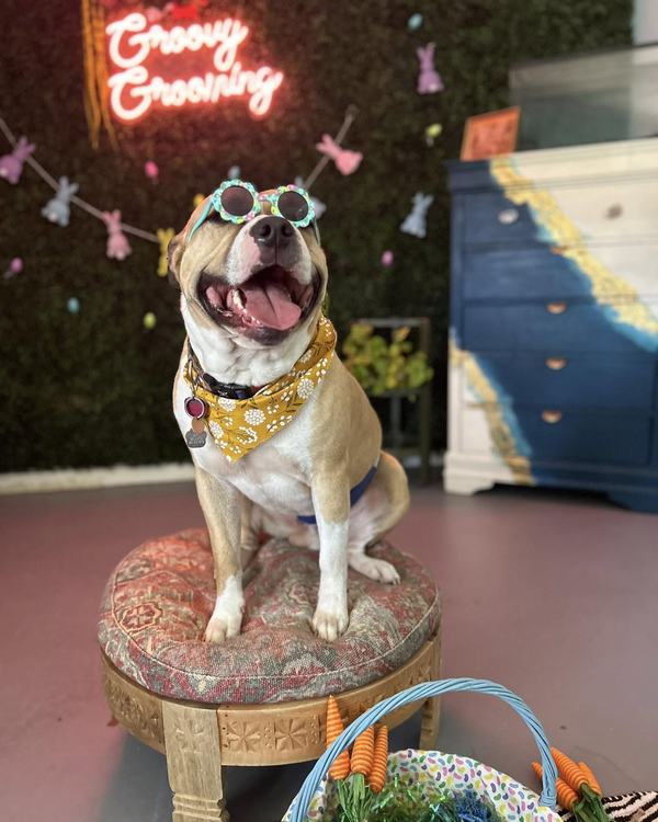 A freshly groomed dog sitting on the round patterned pouf in the salon, under the pink neon sign