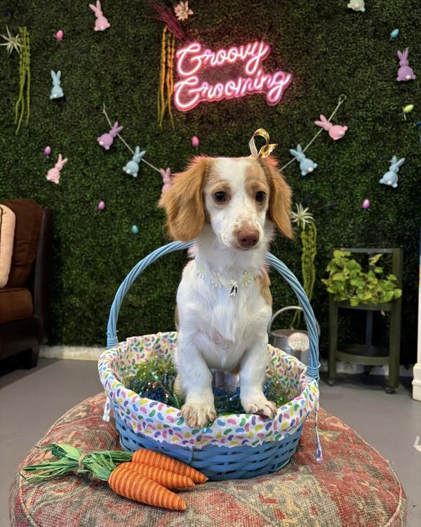 A groomed dog posed with an Easter basket on the salon wall