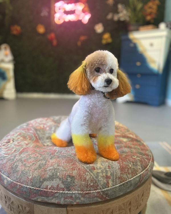 A freshly groomed dog sitting on the round patterned pouf in the salon