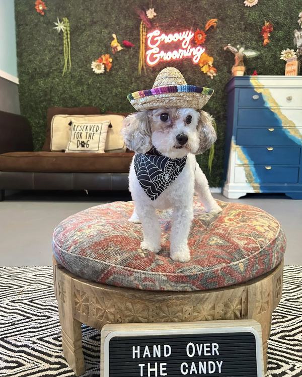 A groomed dog posed with the Halloween letterboard