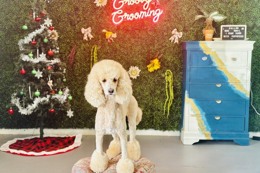 A freshly groomed dog sitting on the round patterned pouf in the salon, under the pink neon sign