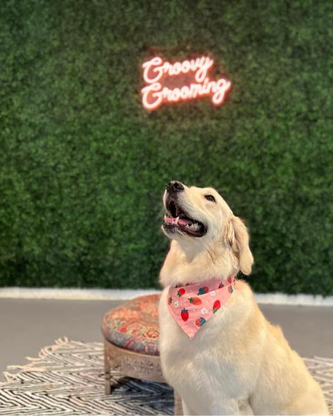 A freshly groomed dog sitting on the round patterned pouf in the salon, under the pink neon sign