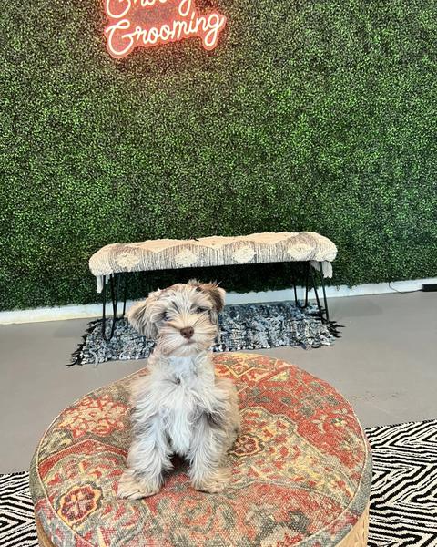A freshly groomed dog sitting on the round patterned pouf in the salon, under the pink neon sign