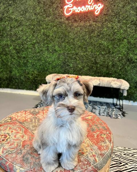 A freshly groomed dog sitting on the round patterned pouf in the salon, under the pink neon sign