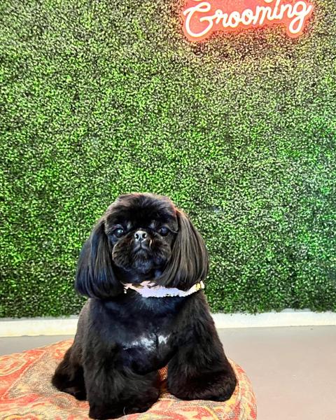 A freshly groomed dog sitting on the round patterned pouf in the salon, under the pink neon sign
