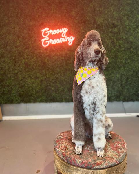 A freshly groomed dog sitting on the round patterned pouf in the salon, under the pink neon sign