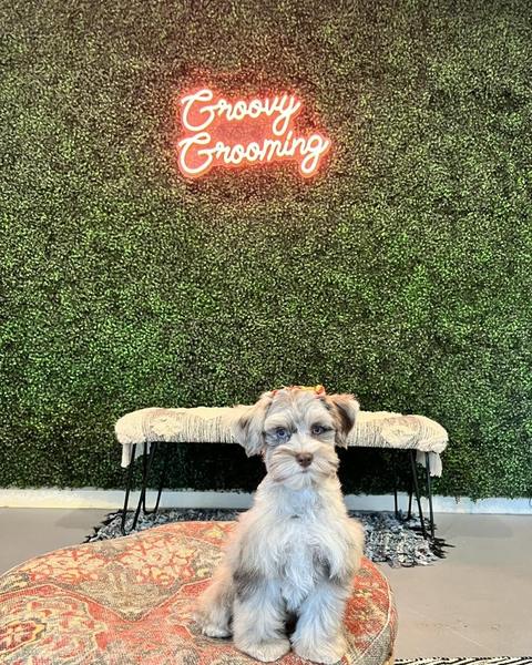 A freshly groomed dog sitting on the round patterned pouf in the salon, under the pink neon sign