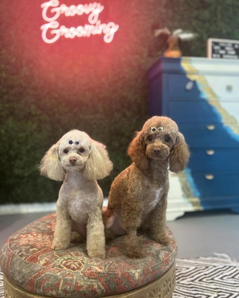 A freshly groomed dog sitting on the round patterned pouf in the salon, under the pink neon sign