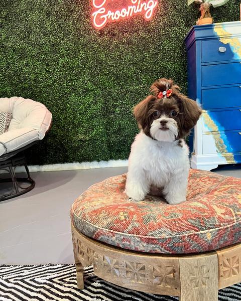 A freshly groomed dog sitting on the round patterned pouf in the salon, under the pink neon sign