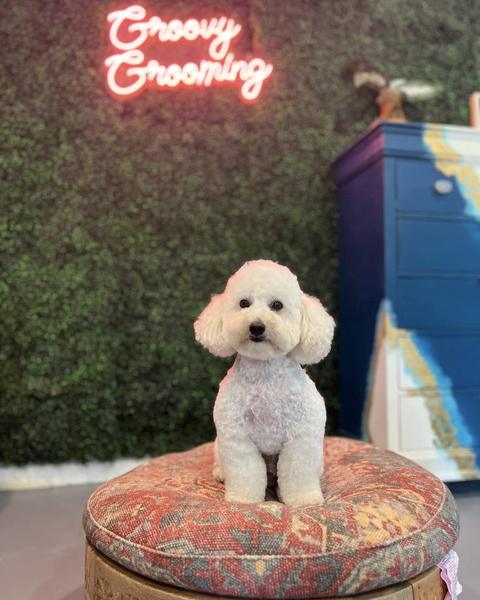 A freshly groomed dog sitting on the round patterned pouf in the salon, under the pink neon sign