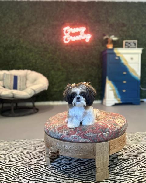 A freshly groomed dog sitting on the round patterned pouf in the salon, under the pink neon sign