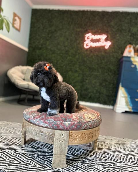 A freshly groomed dog sitting on the round patterned pouf in the salon, under the pink neon sign