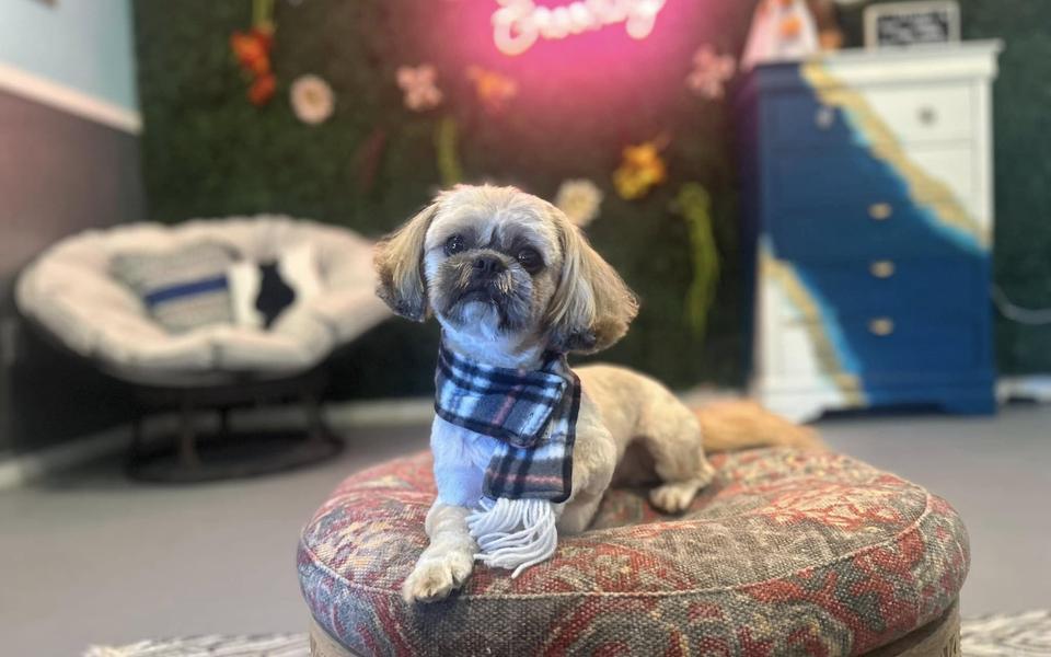A freshly groomed dog sitting on the round patterned pouf in the salon, under the pink neon sign