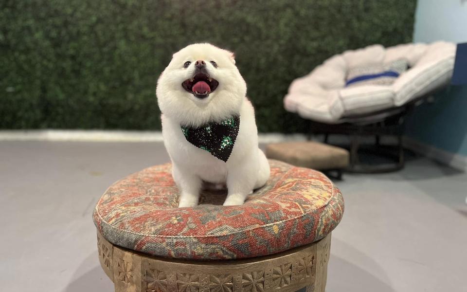 A freshly groomed dog sitting on the round patterned pouf in the salon