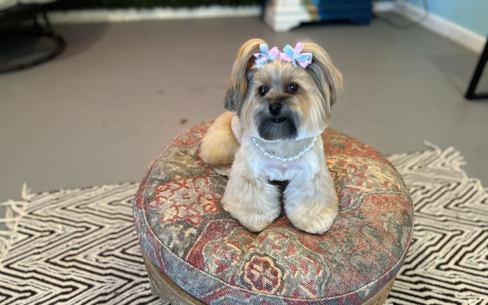 A freshly groomed dog sitting on the round patterned pouf in the salon