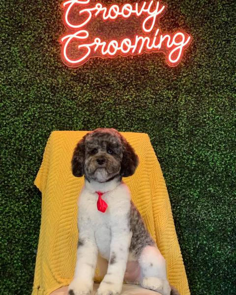 A freshly groomed dog in the salon, under the pink neon sign