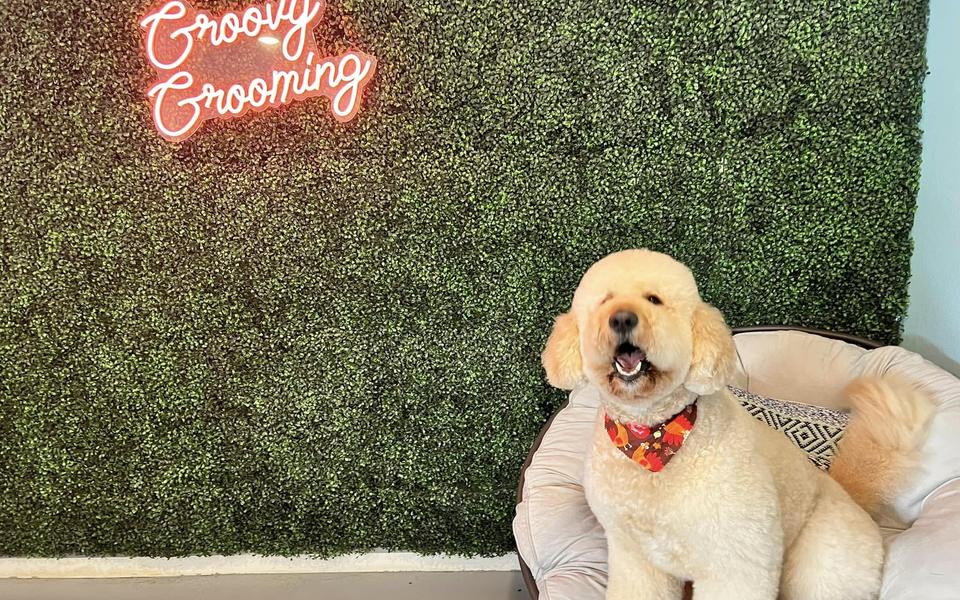 A freshly groomed dog in the salon, under the pink neon sign