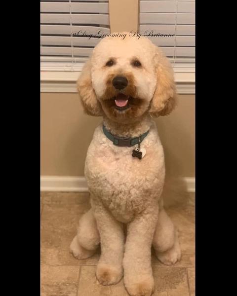 A freshly groomed dog in the salon