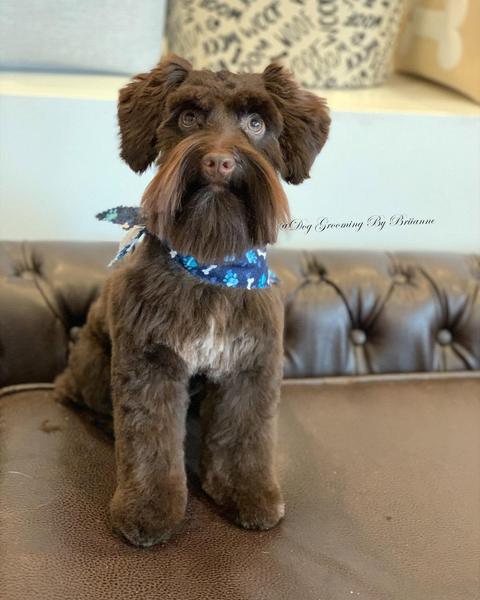 A freshly groomed dog in the salon