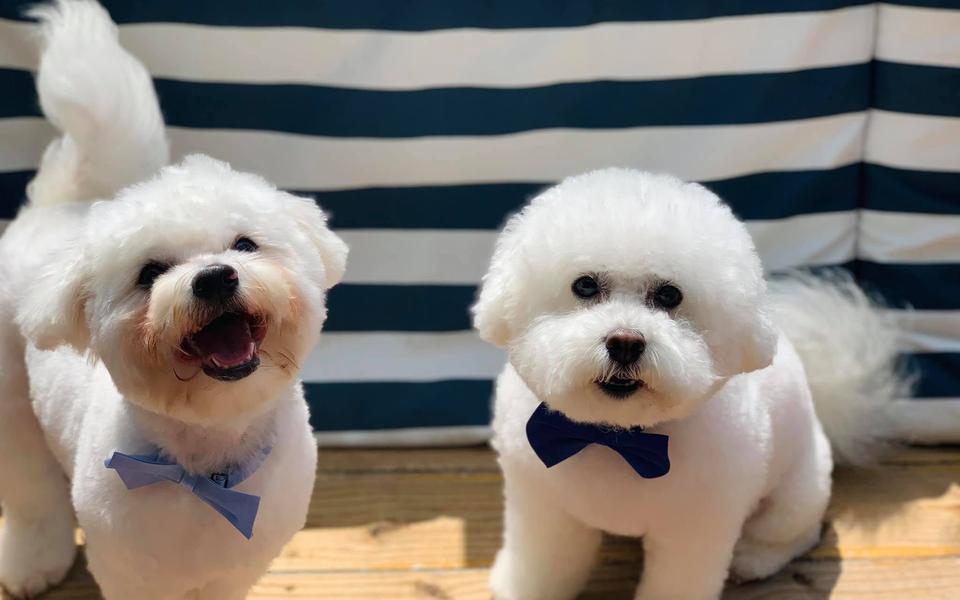 A freshly groomed dog in the salon