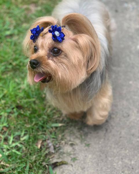 A freshly groomed dog in the salon