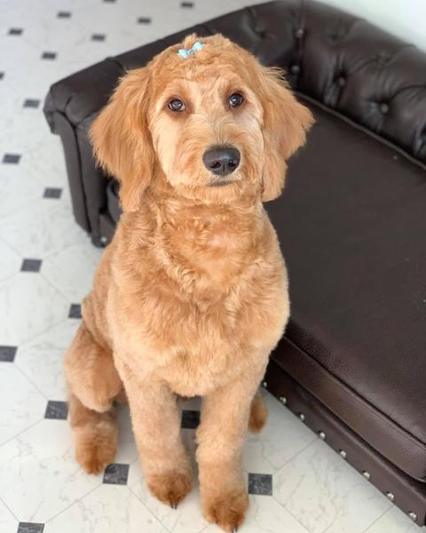 A freshly groomed dog in the salon