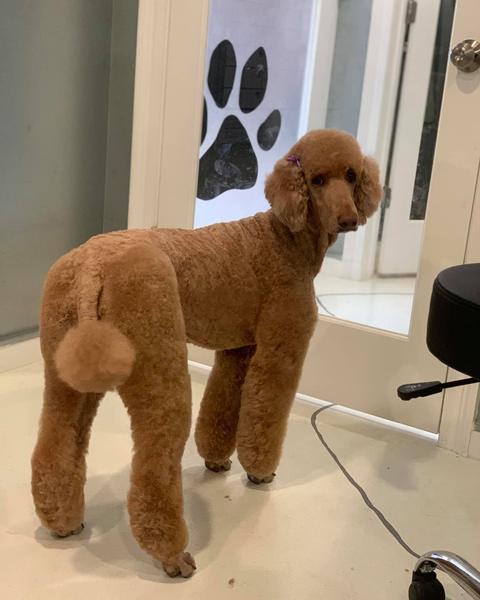 A freshly groomed dog in the salon