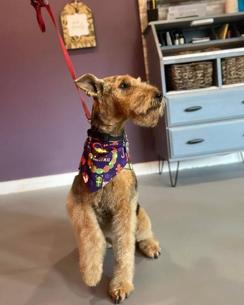 A freshly groomed dog in the salon