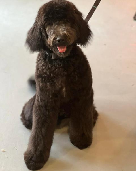 A freshly groomed dog in the salon