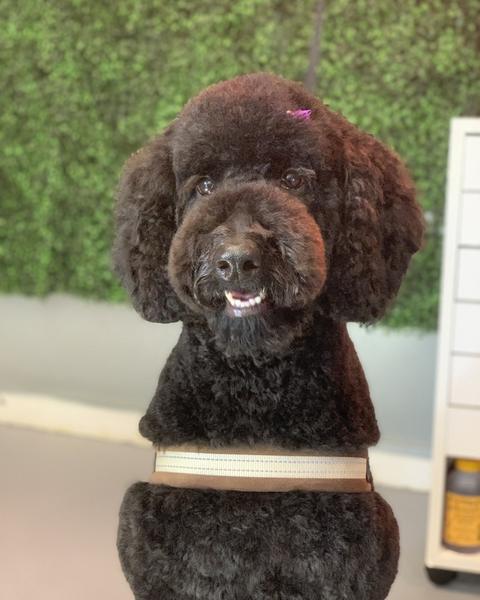 A freshly groomed dog in the salon