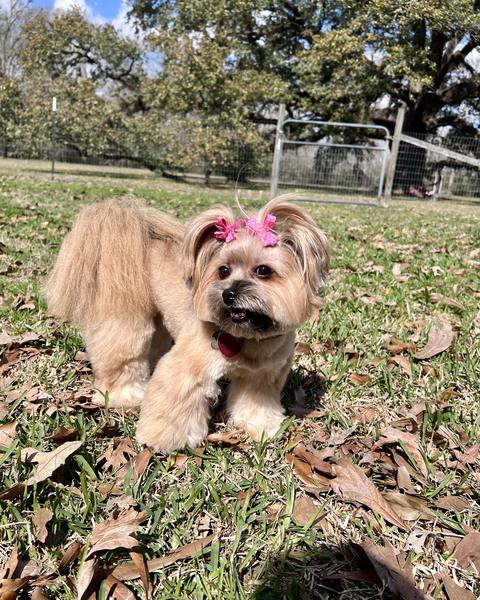A freshly groomed dog in the salon