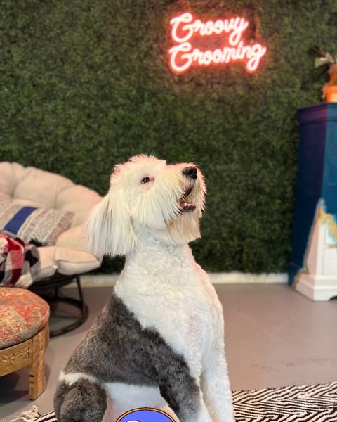 A freshly groomed dog in the salon, under the pink neon sign