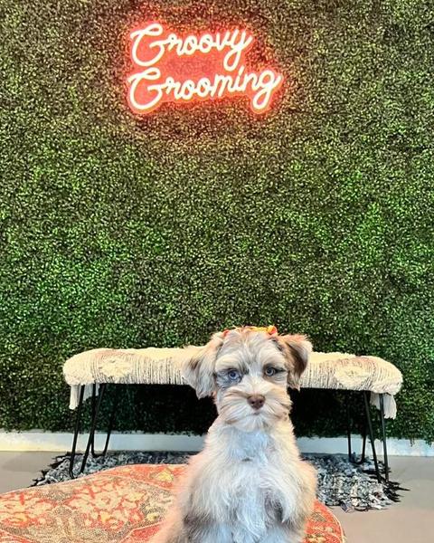 A freshly groomed dog sitting on the round patterned pouf in the salon, under the pink neon sign
