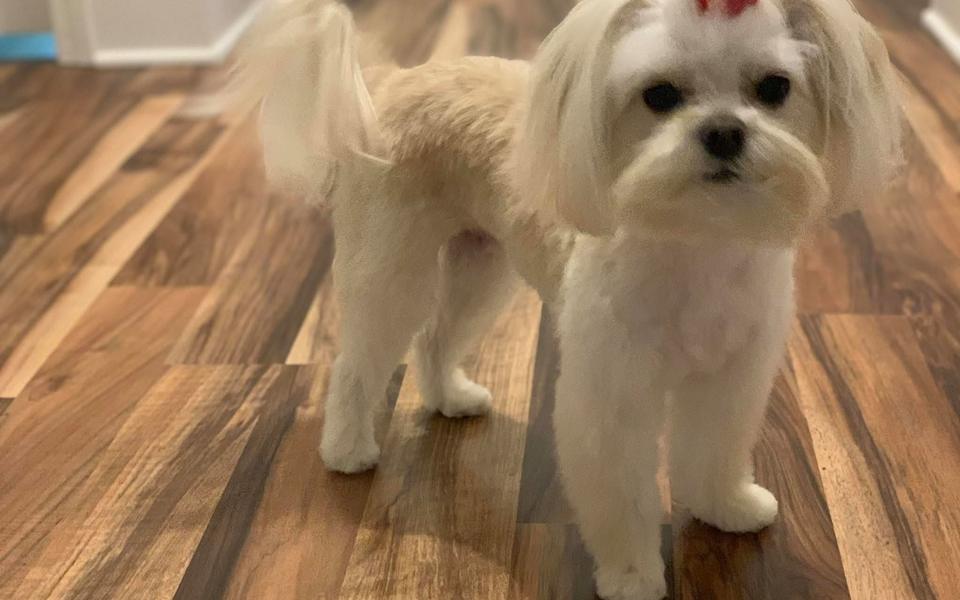 A freshly groomed dog sitting on the round patterned pouf in the salon, under the pink neon sign