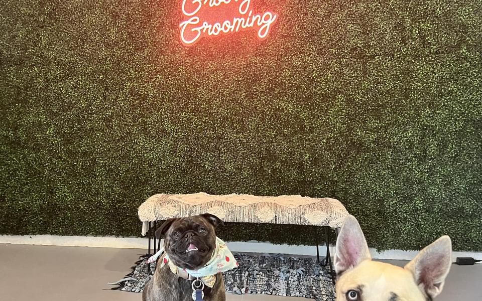 A freshly groomed dog sitting on the round patterned pouf in the salon, under the pink neon sign