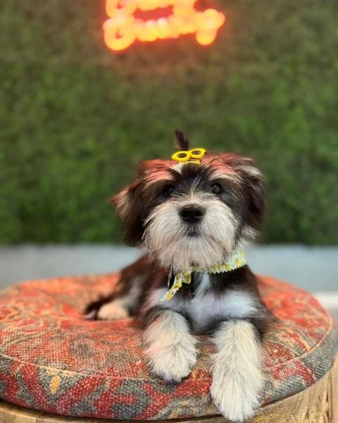 A freshly groomed dog sitting on the round patterned pouf in the salon, under the pink neon sign