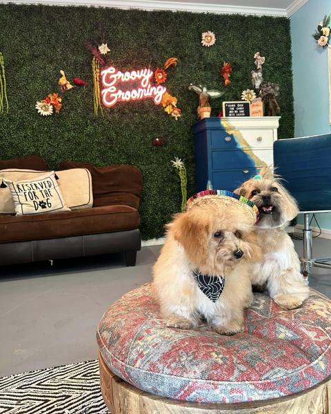 A freshly groomed dog sitting on the round patterned pouf in the salon, under the pink neon sign