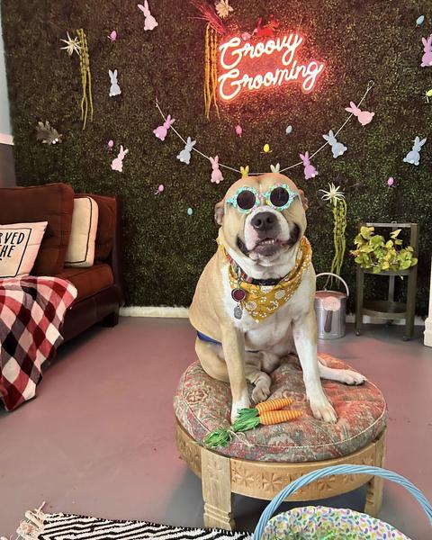 A freshly groomed dog sitting on the round patterned pouf in the salon, under the pink neon sign