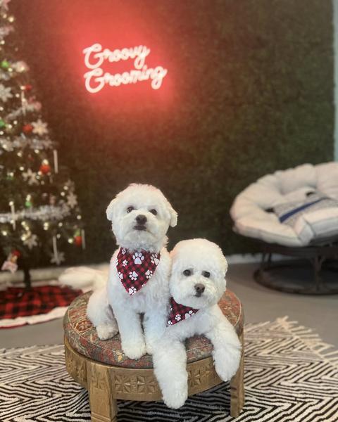 A freshly groomed dog sitting on the round patterned pouf in the salon, under the pink neon sign