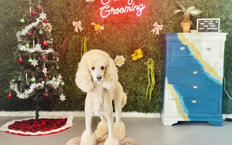 A freshly groomed dog sitting on the round patterned pouf in the salon, under the pink neon sign