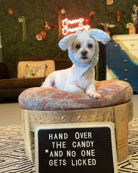 A groomed dog posed with the Halloween letterboard