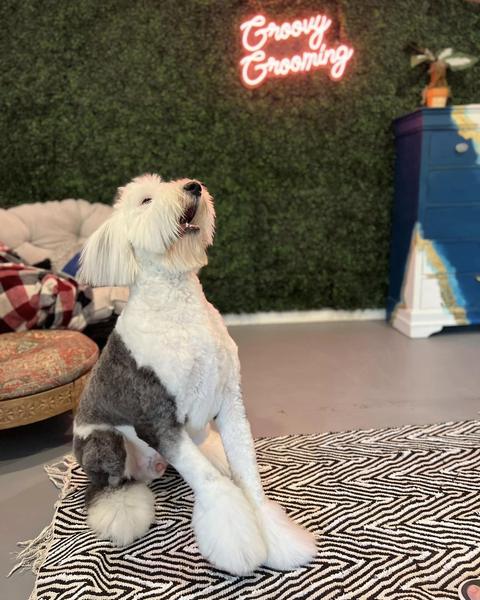 The salon: the boxwood wall, the pink neon sign and the grooming room