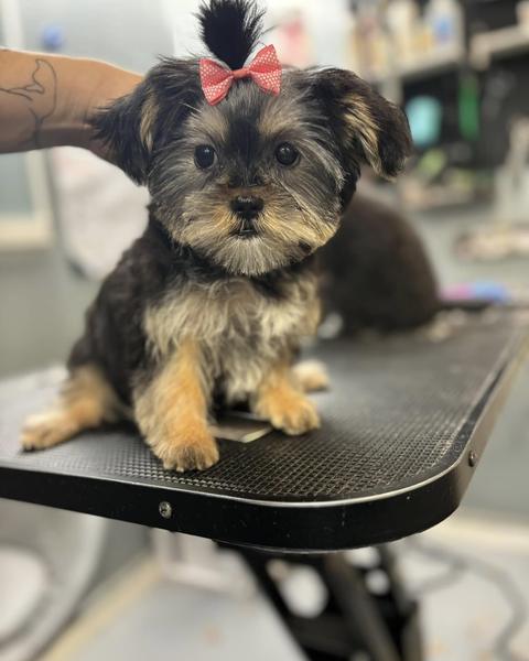The groomer working on a dog at the grooming table