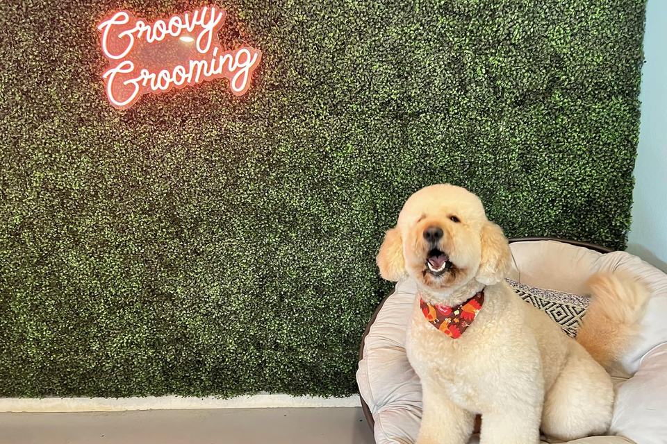 A freshly groomed dog in the salon, under the pink neon sign