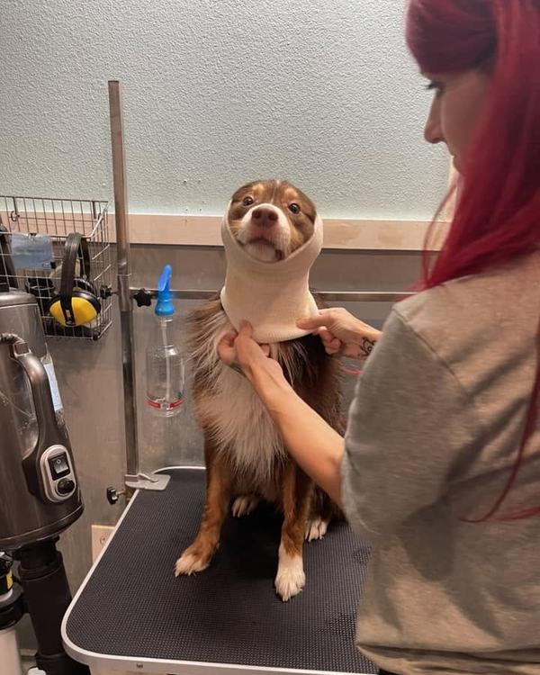 The groomer working on a dog at the grooming table