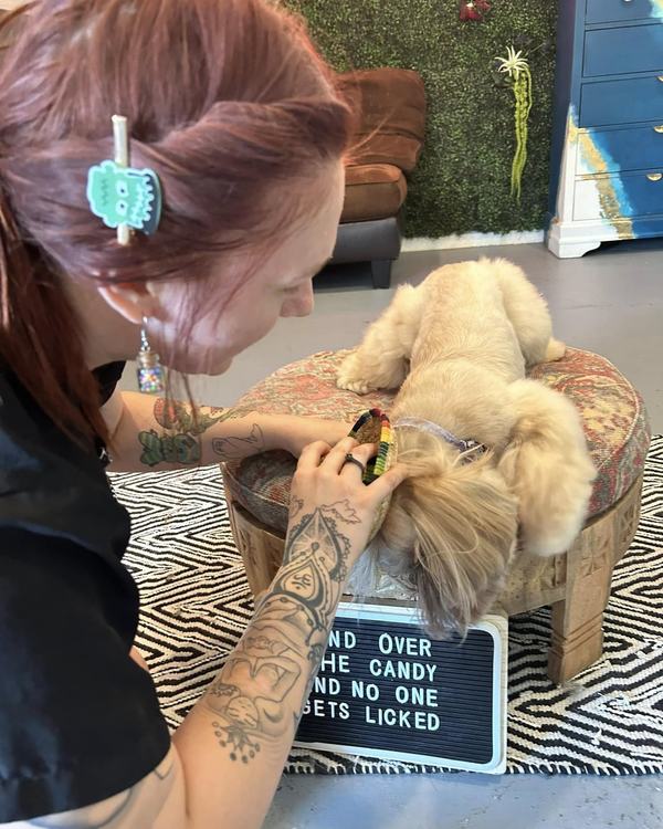 The groomer working on a dog at the grooming table